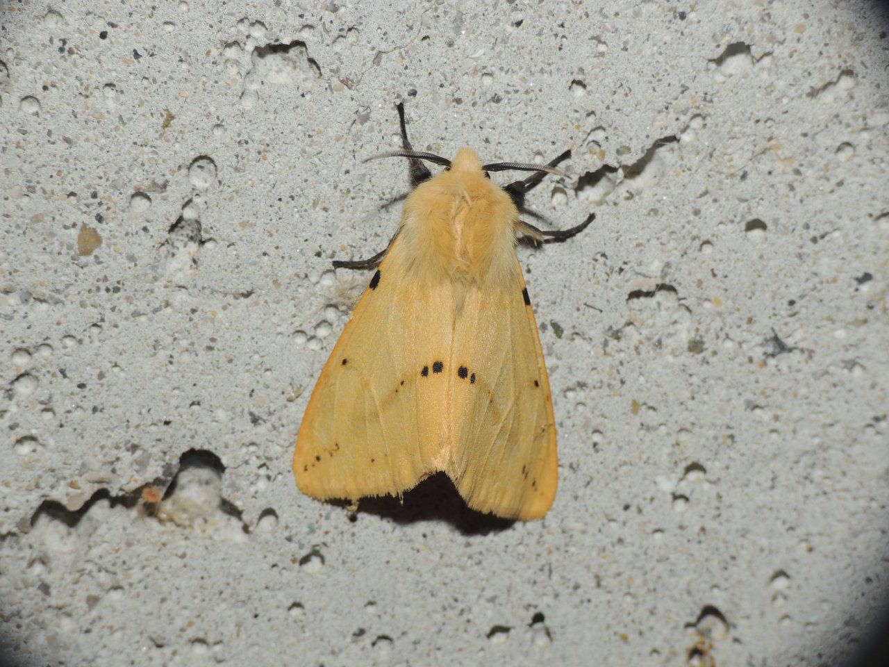 Spilosoma lutea